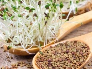 Raw Alfalfa Seeds / Premium Alfalfa seeds in Bulk..
